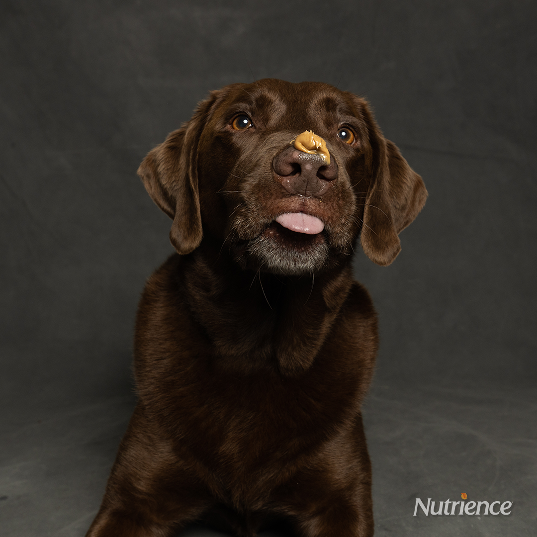 is-peanut-butter-bad-for-dogs-nutrience-nz